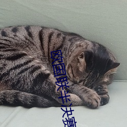 欧国联半决赛