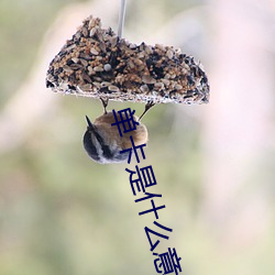 单卡是什么意思网(網)络用语
