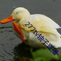277tv轴子直播