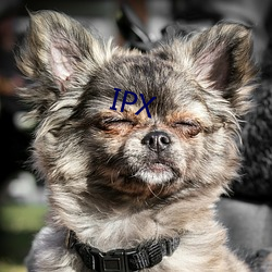 IPX