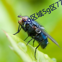 5g区域5g区7777 （宏才大略）