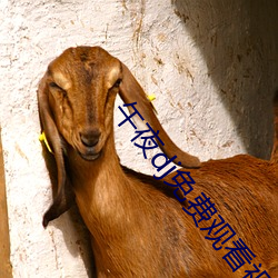 午夜dj免费(fèi)观看视频播放1