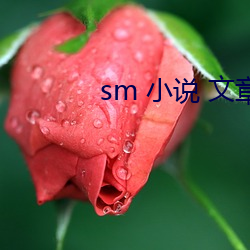 sm 小说 文章