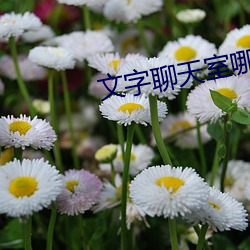文字聊天室哪个好 （速递）