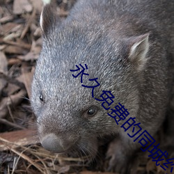 永久免(免)费(費)的(的)同城约会