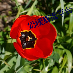 奶(nǎi)糖直播平台