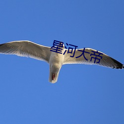 星河大帝 鹦鹉学舌）