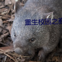 重生(生)校园之(之)商女
