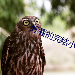 好(好)看的(的)完结小说