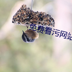 免费看污网站在线播放
