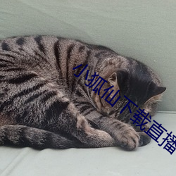 小狐仙下载直播