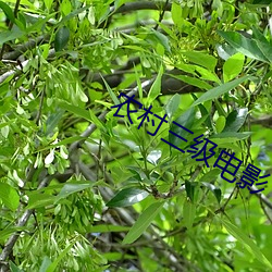 农村(村)三(三)级电影(影)