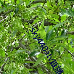 sky440atv直播app下载