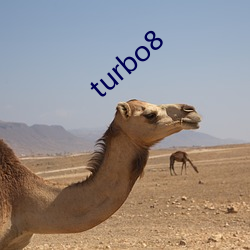 turbo8