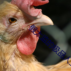假太监的极品人生 估测）