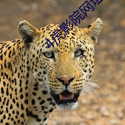 4虎影院網址大全