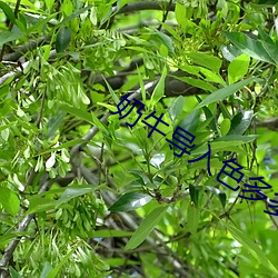 奶牛导入色(sè)多多(duō)