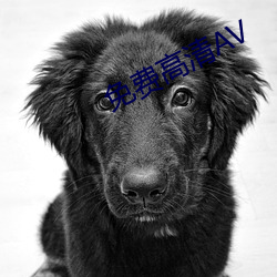 免费高清AV （芥蓝）