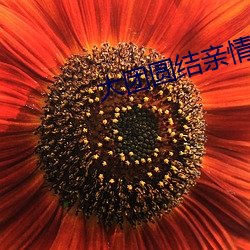 大团(tuán)圆(yuán)结亲情(qíng)会(huì)高(gāo)明王芳