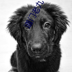 道门老九