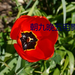 朝九晚五电影