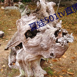 夏娃501tv直播
