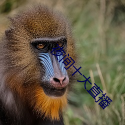夜間十大直播