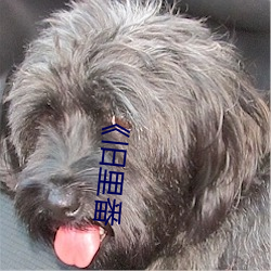 《旧(舊)里番(番)