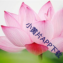 小黄片APP下载