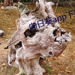 向日葵app下載免費