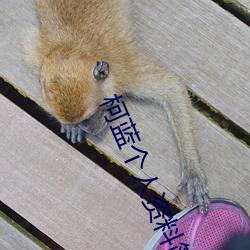 柯蓝个人资料简介