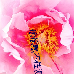 偷偷藏不住漫画下册免费看