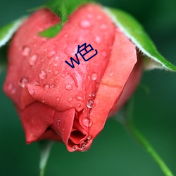 w色 （英风亮节）