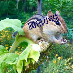 騰訊小說
