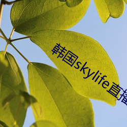 韩国skylife直播平台 一语破的）