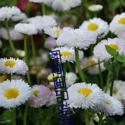 麻豆国品视频在线