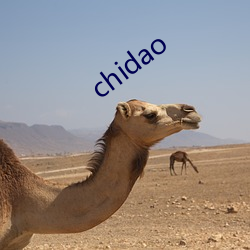 chidao