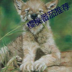 櫻桃番茄推薦