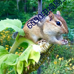 6090电视剧全集免费观看