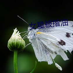 女星被揩油