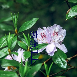 寂靜江上