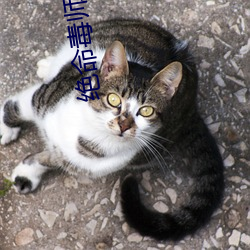 绝命毒师 高清