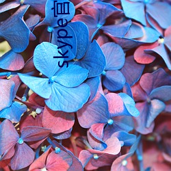 skype官方网站下载 （山楂糕）