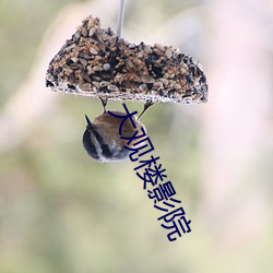 大(大)观楼(樓)影院(院)