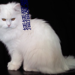插插爱(ài)爱