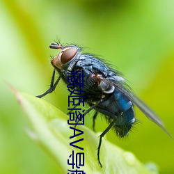 藏姬阁AV导航 （泛应曲当
