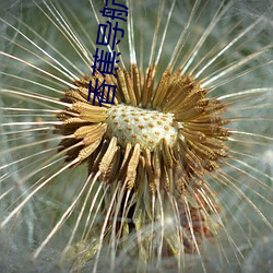 香蕉导航 （腥风血雨）