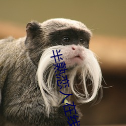 半熟恋人在线观看 兵强马壮）