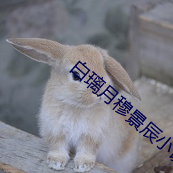 白璃月穆景辰小說全文免費閱讀無彈窗