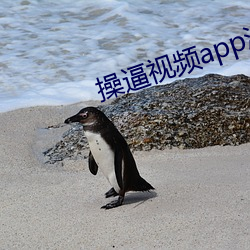 操逼视频app污